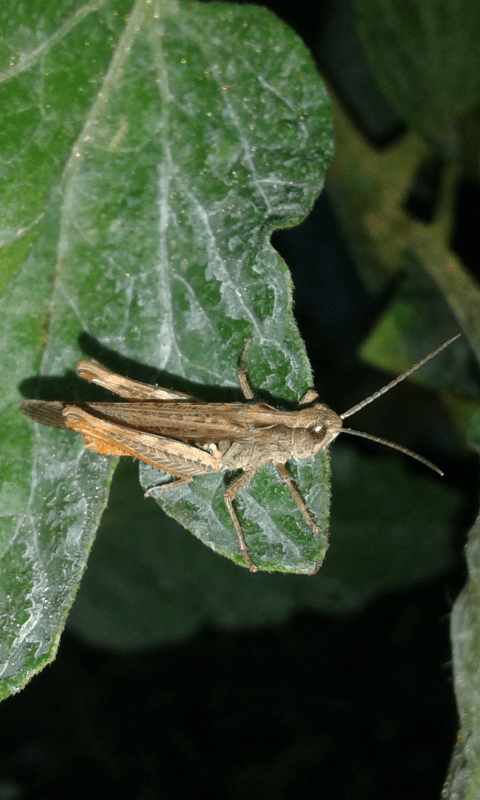 Chorthippus sp. (Acrididae)?  S, Chorthippus brunneum